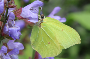 Wildlife Sightings for 13th April 2023